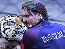 Запашный высказался о судьбе напавших на директора сафари-парка львов