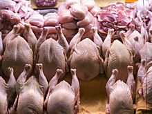 Зараженная курица обнаружена в магазинах Санкт-Петербурга