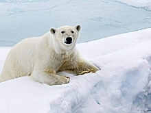 Белые медведи растерзали рабочего арктической станции