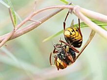 Гигантские шершни убили директора школы и его 15-летнего сына